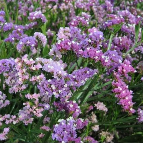 Limonium sinuatum Statice Qis Soft Pastel Shades