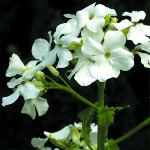 Lunaria Alba Fiore bianco
