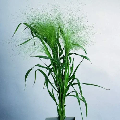 Panicum Virgatum Fontaine