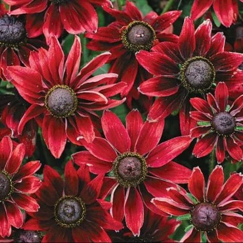 Rudbeckia hirta Cherry Brandy