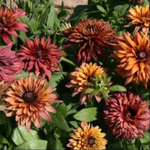 Rudbeckia hirta Sahara