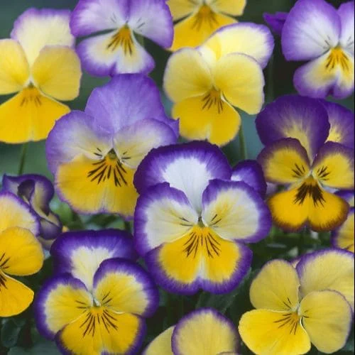 Viola wittrockiana Flora Days Cool Summer Breeze