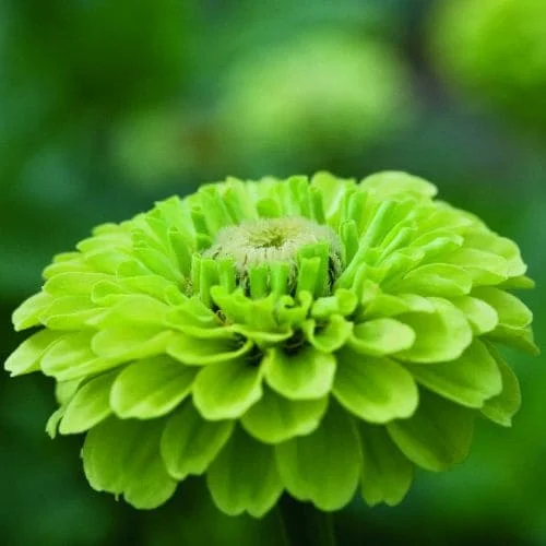 Zinnia Queen Lime