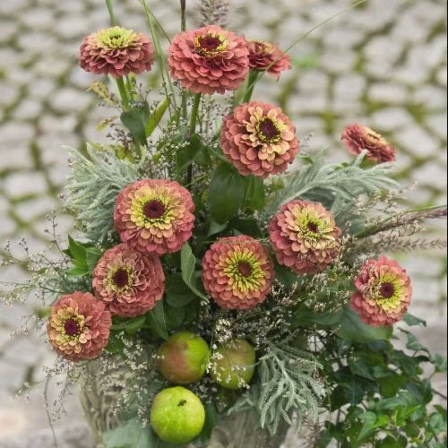 Zinnia Queen Red Lime