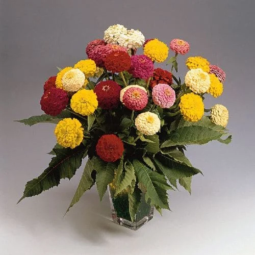 Zinnia elegans Oklahoma Mix