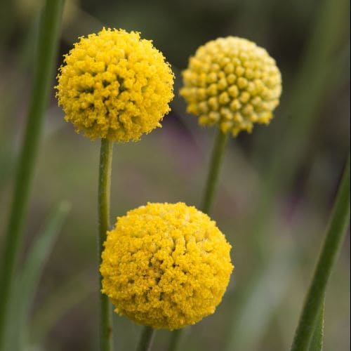 Craspedia globosa Drumstick