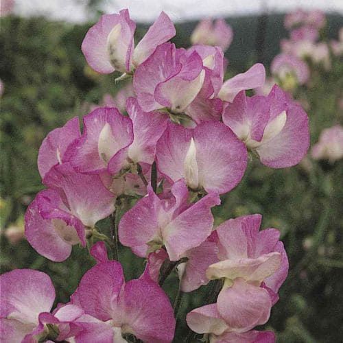 Pisello Odoroso Mammoth Pink Rose