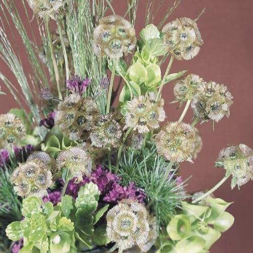 Scabiosa stellata Drumstick