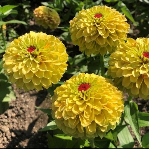 Zinnia Queen Lemon Peach
