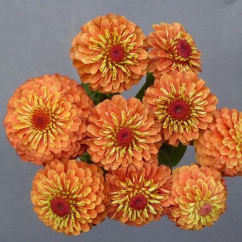 Zinnia Queen Lime Orange