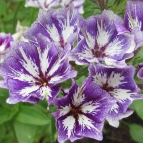 Phlox Drumondii Sugar Stars
