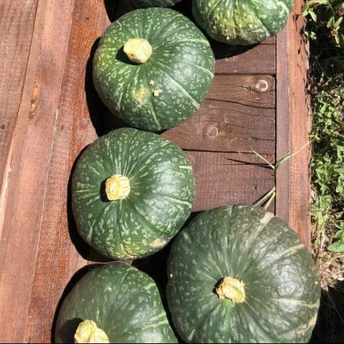 Zucca Delica Biologico