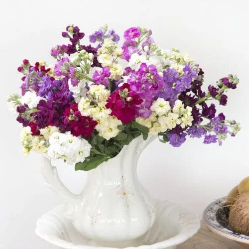 VIolaciocca Anytime Mix Matthiola Incana