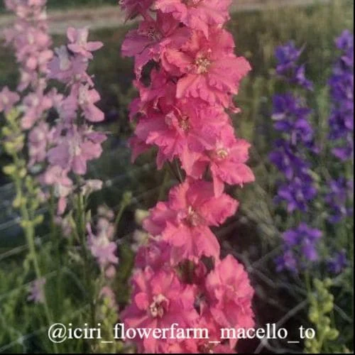 Delphinium salmon beauty cliente
