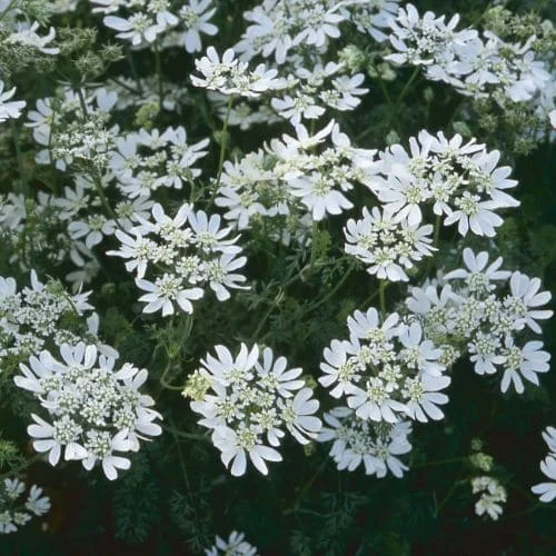 Orlaya grandiflora White Lace