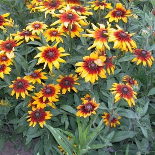 Rudbeckia hirta Cappuccino