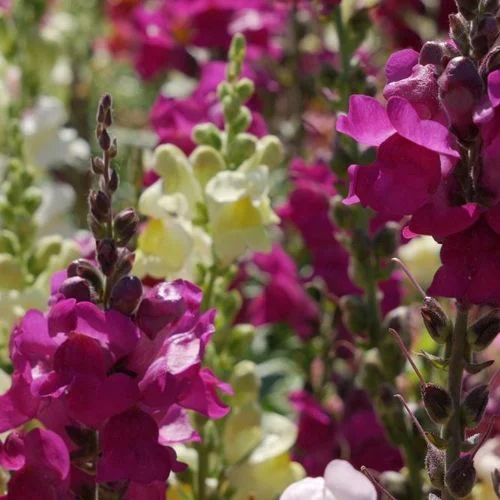 Bocca di Leone Mix Biologico