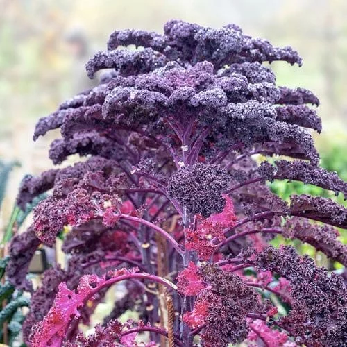 Cavolo Riccio Viola