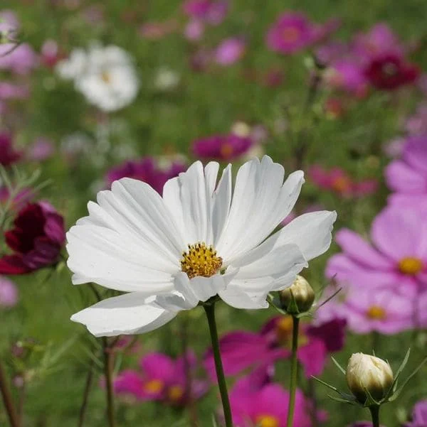 Cosmea Mix Biologico