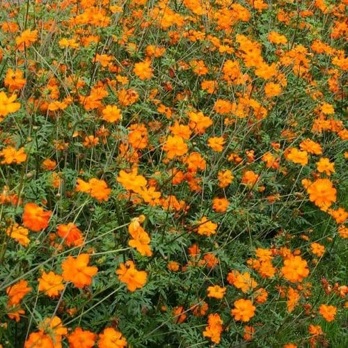 Cosmea Sulfurea Biologico