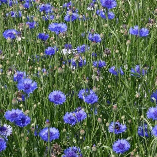 Fiordaliso Blu Biologico
