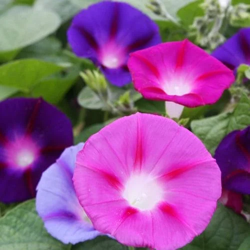 Ipomoea Purpurea Mix Biologico