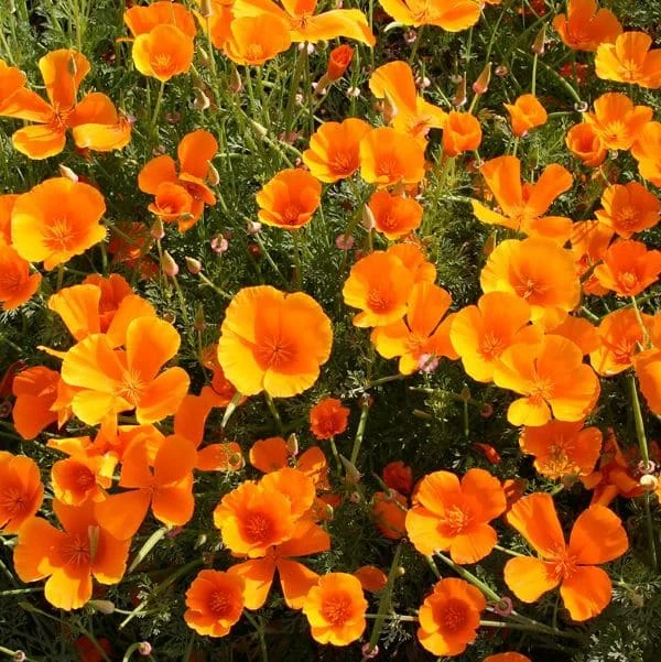 Papavero della California Arancione Biologico