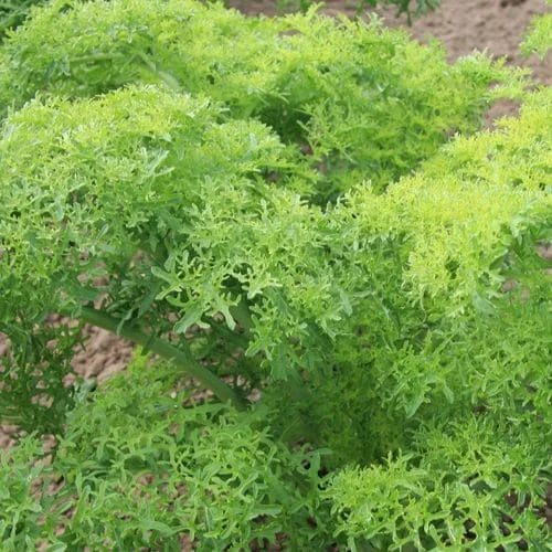 Senape Indiana 'Golden Frills'
