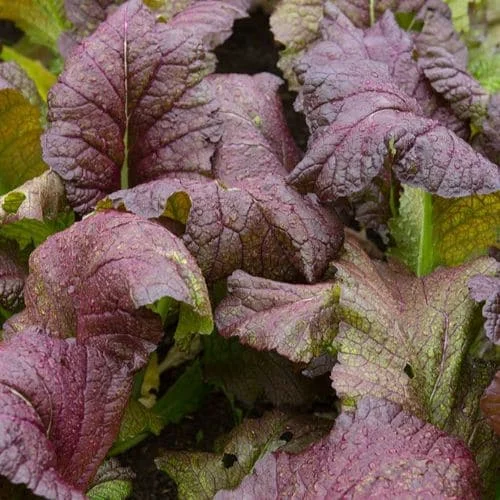 Senape Rossa 'Red Giant'