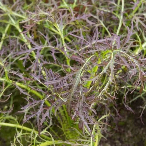 Senape indiana Purple Frills