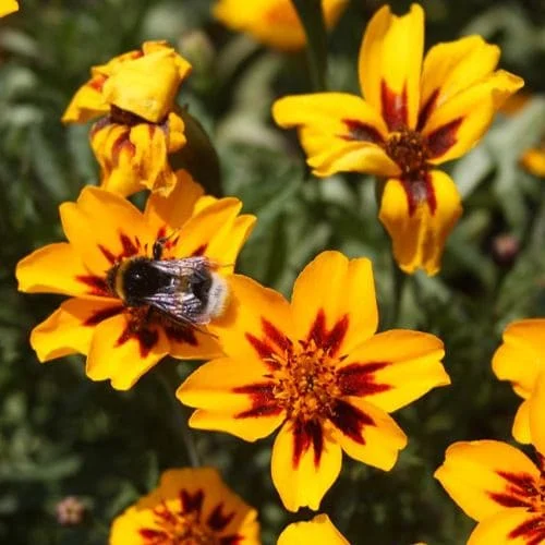 Tagete Nano Biologico