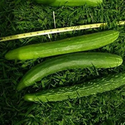Cetriolo Lungo della Cina