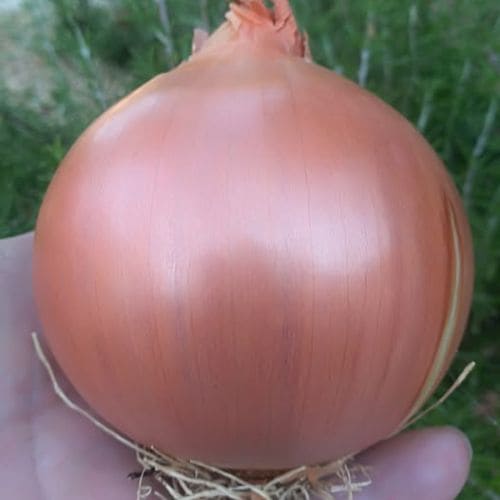 Cipolla dorata di Bologna