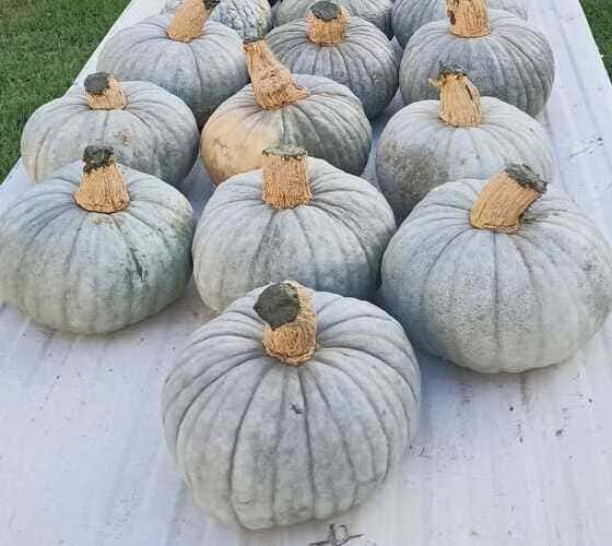 Zucca Beretta Piacentina