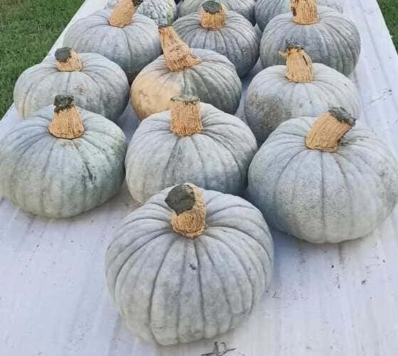 Zucca Beretta Piacentina