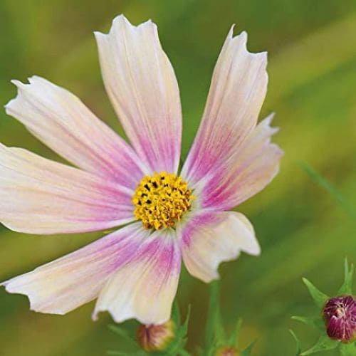 Cosmea Apricot Lemonade