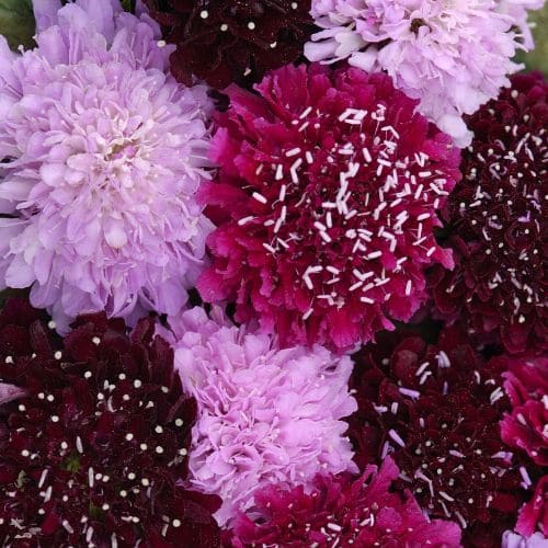 Scabiosa Summer Fruits