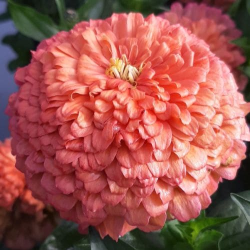 Zinnia Benary Giant Salmon Rose