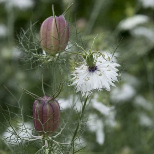 Nigella damascena Albion Black Pod