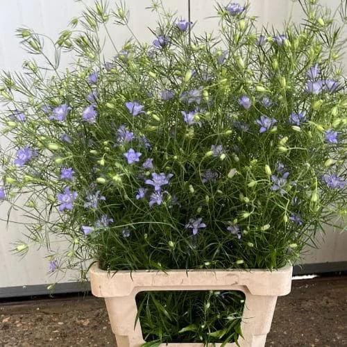 Nigella bucharica Blue Stars