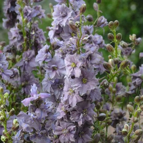 Delphinium consolida Misty Lavender