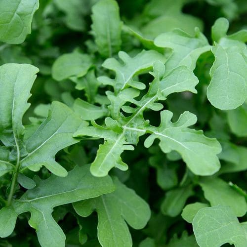 Rucola 'Esmee' Biologico
