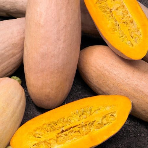 Zucca Pink Banana Jumbo Semi