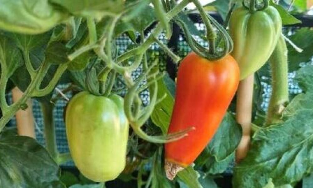 marciume pomodoro