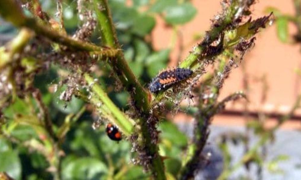 Larva di coccinella su afidi