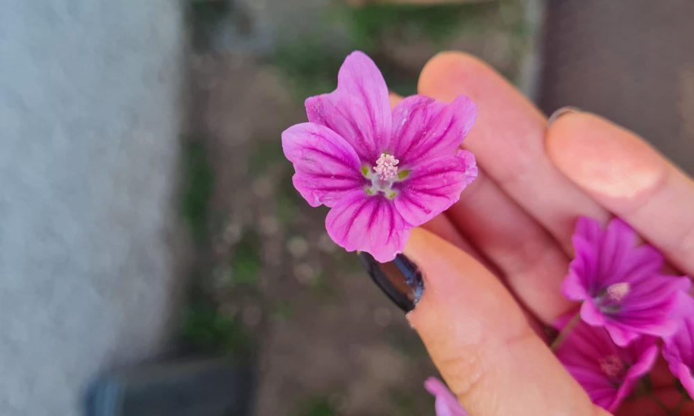 Malva